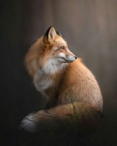 Lis
