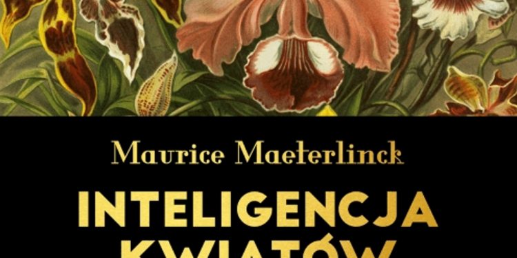 Inteligencja kwiatów - sprawdź na TaniaKsiazka.pl